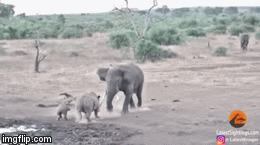 Video: Cả gan chọc giận voi rừng, mẹ con tê giác bị rượt chạy trối chết