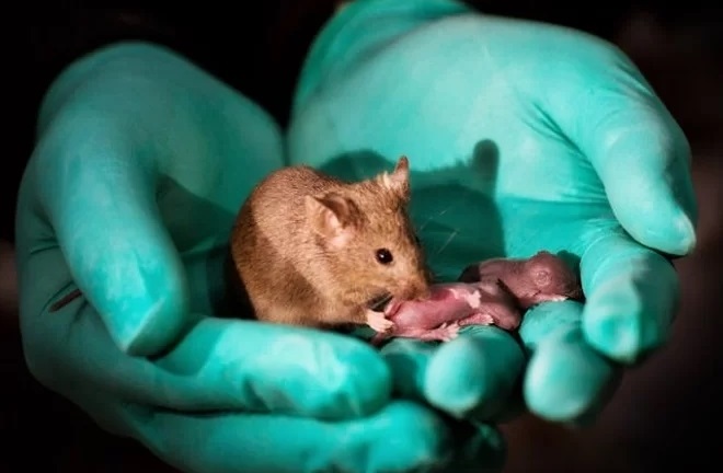Phôi thai không cần tinh trùng và trứng đã thí nghiệm thành công trên chuột