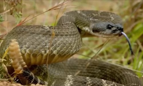 Sóc tinh ranh ướp mùi hương của da rắn khắp cơ thể khiến kẻ thù dính cú lừa ngoạn mục