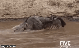 Video: Linh dương đầu bò vật lộn sinh tử trong hàm cá sấu