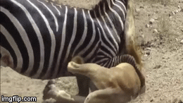 Video: Ngựa vằn thoát chết 