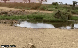 Video: Linh dương thực hiện động tác giả khiến kẻ thù một phen bẽ mặt