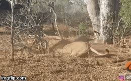 Video: Sư tử đực hì hụi thi nhau đào đất, một lúc sau người ta mới hiểu nguyên nhân việc này