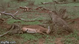 Video: Linh dương lên kế hoạch đánh lừa báo săn, liệu điều kỳ diệu có xảy ra?