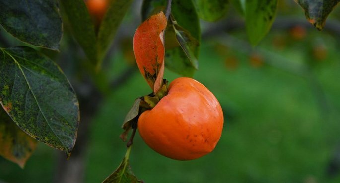 Hai quả hồng siêu ngọt ở Nhật Bản có giá “sốc” lên tới 150 triệu đồng