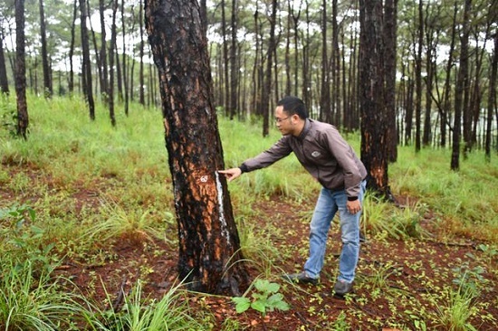 Tạm giữ nhóm đối tượng dùng thuốc diệt cỏ hủy hoại hơn 1.000 cây thông
