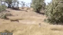 Video: Báo đốm ranh mãnh