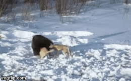 Video: Trận chiến một mất một còn giữa bò bizon và chó sói