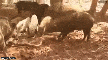 Con bị trăn khổng lồ nuốt, đàn lợn rừng lao vào xé xác kẻ thù