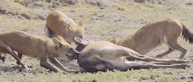 Video: Bầy sói hung dữ lao xuống nước, cắn xé xác hươu