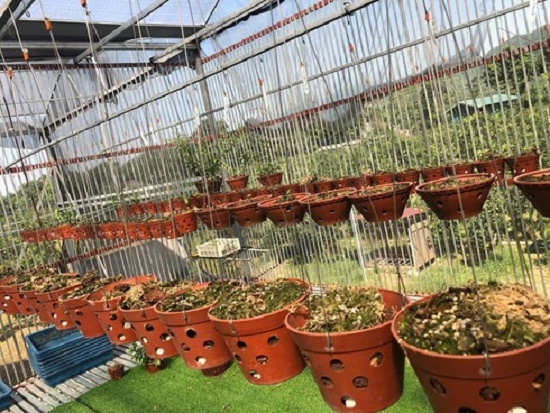 Hòa Bình: Điều tra vụ vườn lan tiền tỷ 