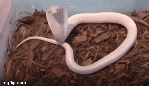 Video: Cận cảnh rắn hổ mang chúa trắng muốt kịch độc vô cùng quý hiếm