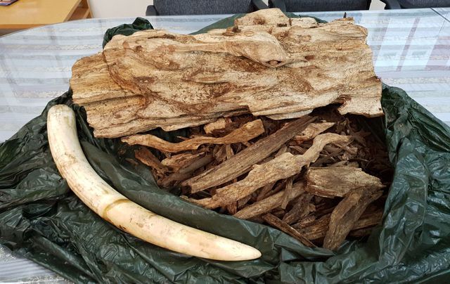 Bắt vụ vận chuyển hơn 20 kg trầm hương và ngà voi từ Thái Lan về Việt Nam