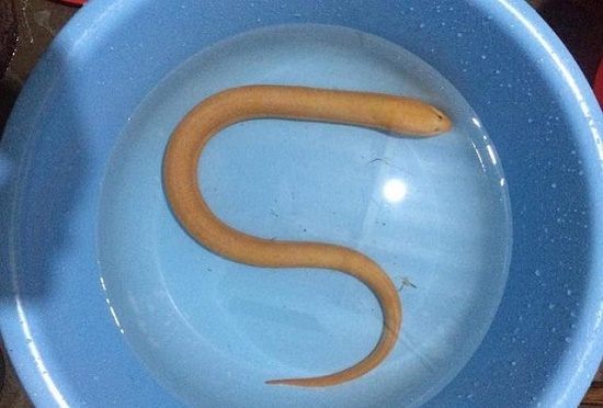 Quảng Bình: Người dân bắt được lươn vàng hiếm gặp