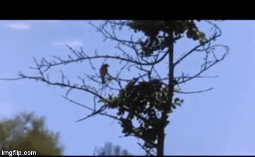 Video: Lửng mật chẳng hề sợ mãnh thú nhưng lại phải bỏ chạy thục mạng khi đụng độ loài vật này