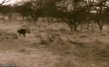 Video: Bị cơn đói hành hạ, linh cẩu sẵn sàng lăn xả cướp thức ăn lấp đầy cái bụng rỗng