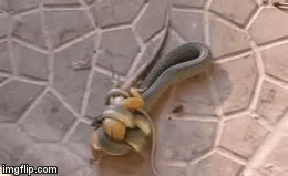 Video: Tung đòn siết chặt thằn lằn, rắn vẫn hốt hoảng bỏ chạy vào phút chót