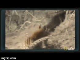 Video: Bị báo hoa mai