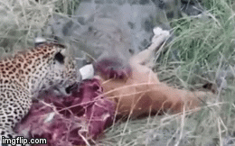 Video: Định kiếm chác từ bữa ăn của cá sấu, báo hoa mai “hết hồn” khi thấy hành động này