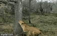 Video: Bị sư tử năm lần bảy lượt hỏi thăm, báo có hành động khiến đối thủ “tắt điện”