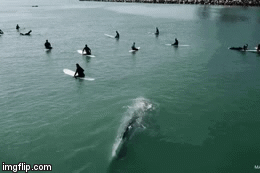 Cuộc chạm trán kinh hoàng giữa nhóm lướt sóng và cá voi xanh khổng lồ