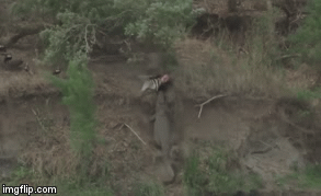 Video: Không muốn chia sẻ bữa ăn với kẻ khác, cá sấu có hành động vô cùng quyết liệt