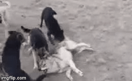 Video: Sói đơn độc bị bầy chó săn hung hăng bao vây, dồn ra vách đá