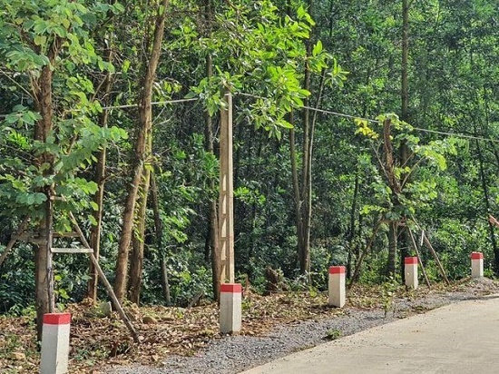 Cẩm Phả chỉ đạo khẩn việc xử lý hàng trăm cây hoa ban