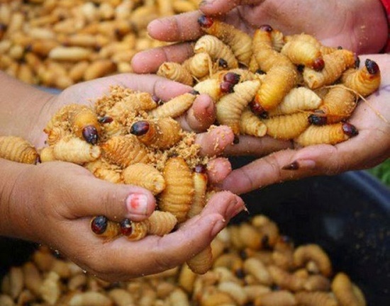 Tin tức đời sống mới nhất ngày 25/11/2019: Người đàn ông suýt mất mạng vì ăn đuông dừa