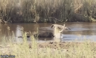 Video: Cá sấu định ngồi “chung mâm” với sư tử và phản ứng bất ngờ của “nhà vua”