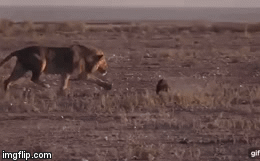 Video: Bị uy hiếp, lưng mật