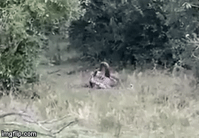 Video: Chọn nhầm con mồi, báo hoa mai bị phản kích đến mức suýt chết  