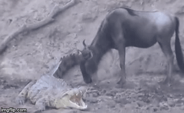 Video: Linh dương chạm vào cá sấu đang nằm phơi nắng, kết cục sẽ ra sao?