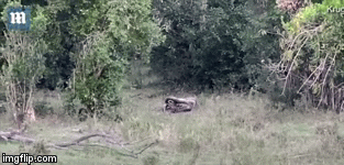Video: Trăn khổng lồ quyết chiến báo ranh mãnh và cái kết bẽ bàng