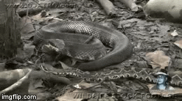 Video: Hổ mang chúa tung cú 