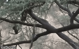 Video: Khỉ đầu chó con run rẩy trốn trên cây tránh kẻ săn mồi lão luyện, kết cục sẽ ra sao? 