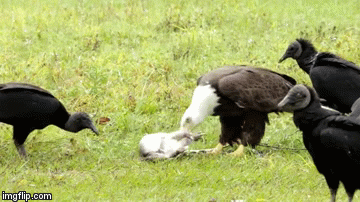 Video: Bị kền kền đòi nhăm nhe cướp