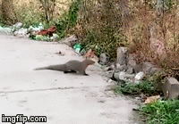 Video: Gặp kẻ thù truyền kiếp, hổ mang chúa nhận cái kết cay đắng