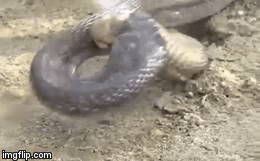 Video: Rắn hổ mang Ấn Độ dùng chiêu kẹp cổ khiến đối thủ bất tỉnh ngay tại chiến trường