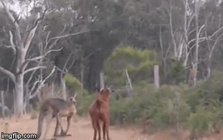 Video: Kangaroo đụng độ dê lì lợm và trận chiến đầy kịch tính trên đường mòn
