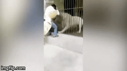 Kinh hoàng khoảnh khắc nhân viên vườn thú bị sư tử ngoạm cánh tay ngay trước mặt du khách