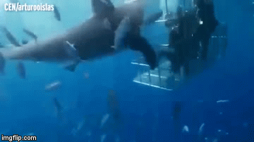 Video: Cá mập trắng hung hăng phi thân vào lồng bảo vệ thợ săn và cái kết đắng