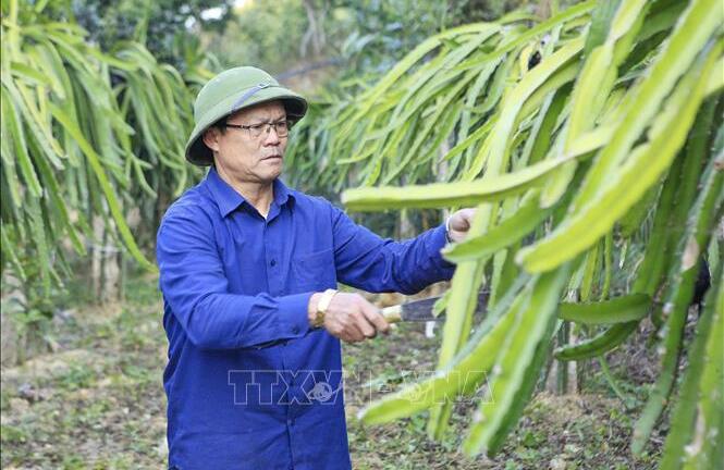 Cựu chiến binh làm kinh tế giỏi, giúp dân bản thoát nghèo