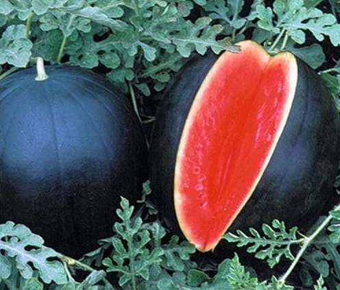 Ngỡ ngàng trước quả dưa hấu có giá 130 triệu đồng 