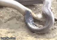 Video: Rợn người cảnh hổ mang chúa