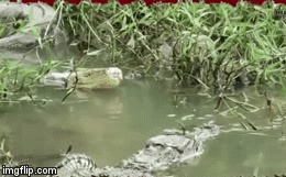 Video: Đụng độ kẻ thù không đội trời chung, trăn gấm và cá sấu lao vào tử chiến