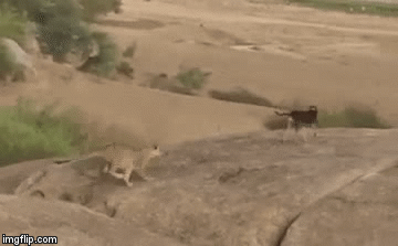 Video: Tưởng chết đến nơi, chó nhà lật ngược tình thế khiến báo hoa mai một phen “mất mặt”
