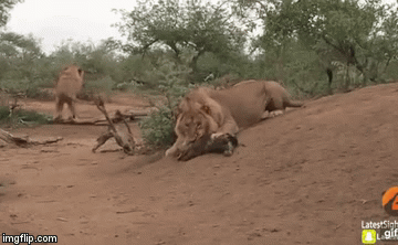 Video: Sát thủ đáng sợ nhất châu Phi ra đòn tàn nhẫn hạ gục con của kẻ thù