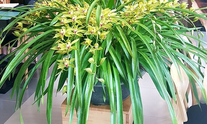 Đại gia Hà Thành mạnh tay chi 2 tỷ đồng mua lan Trần Mộng về chơi Tết