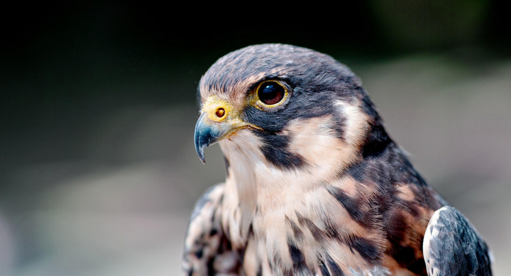 Video: Choáng váng với tốc độ bay 350 km/h của loài